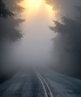 path with woods and fog