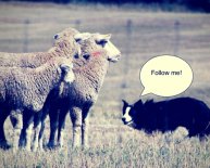 How to write persuasive essays?